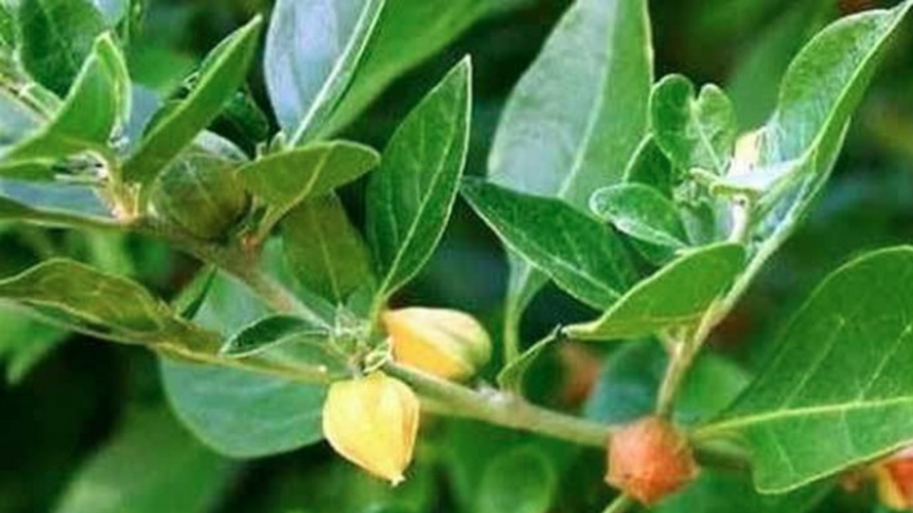 FSSAI Warning on Ashwagandha: This Part Could Be Harmful