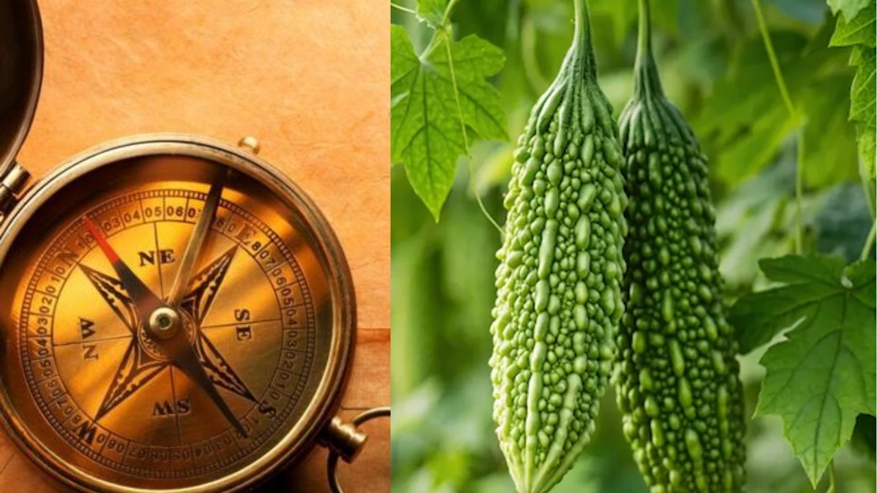 Vastu Warning: Avoid Keeping This Plant at Home for Better Energy