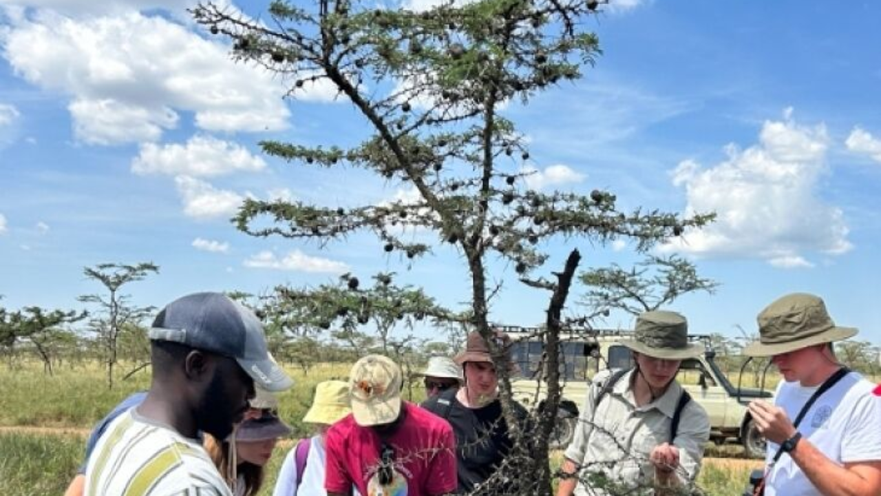 The Tree That Whistles in the Wind: A Wonder of Nature