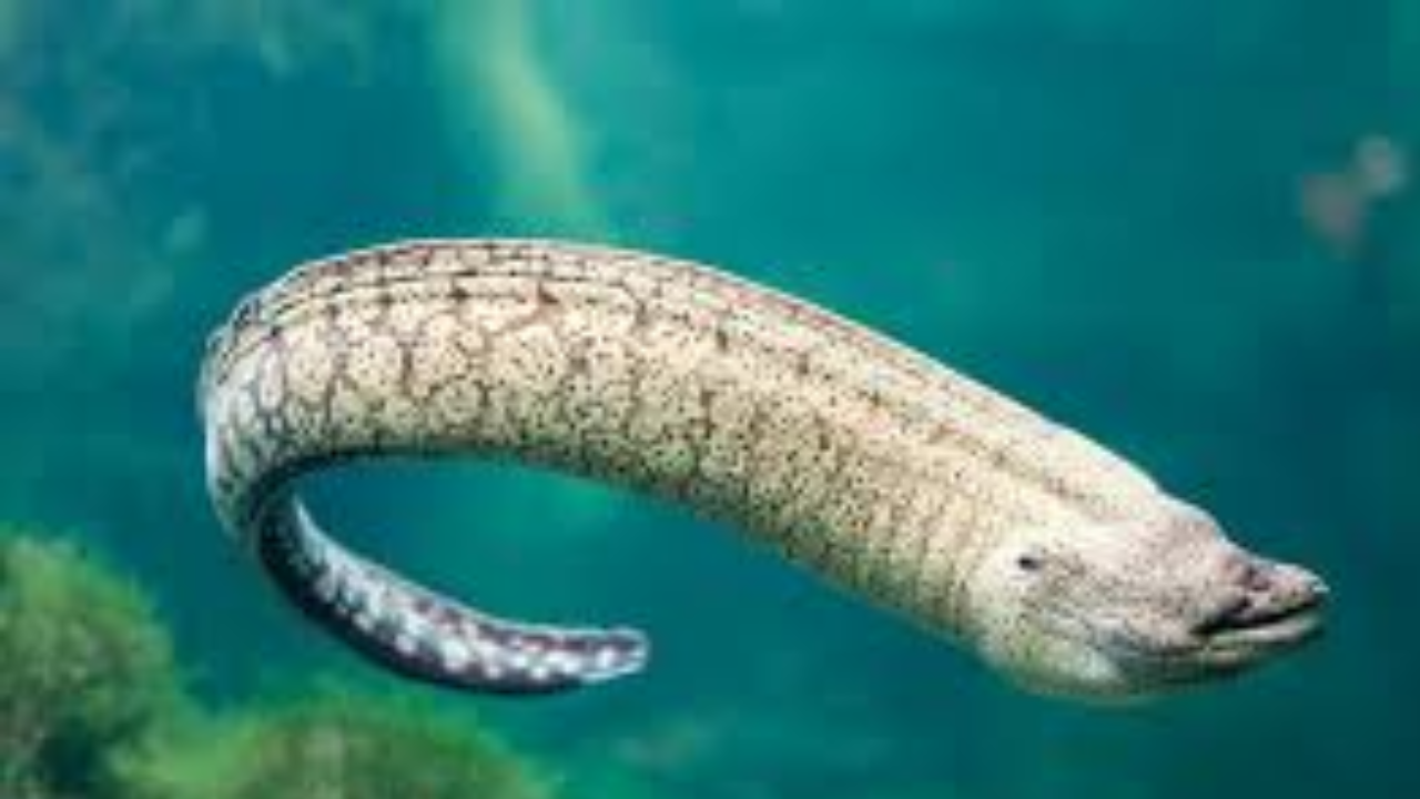 Back to Their Birthplace: The Incredible Journey of Eels