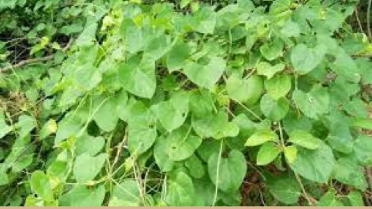 This Common Village Vine Is a Hidden Health Treasure