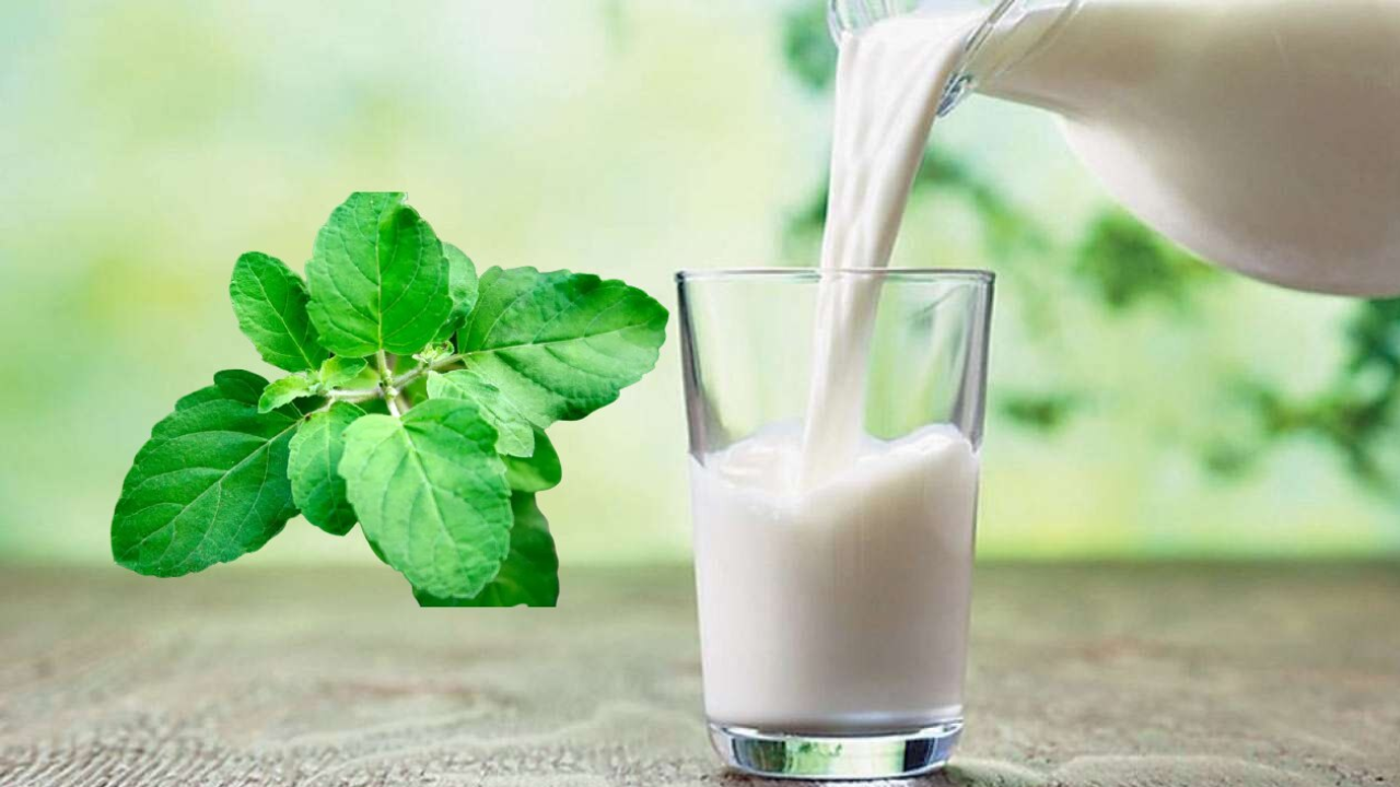 Tulsi Milk Benefits: What Happens to Your Body When You Drink It