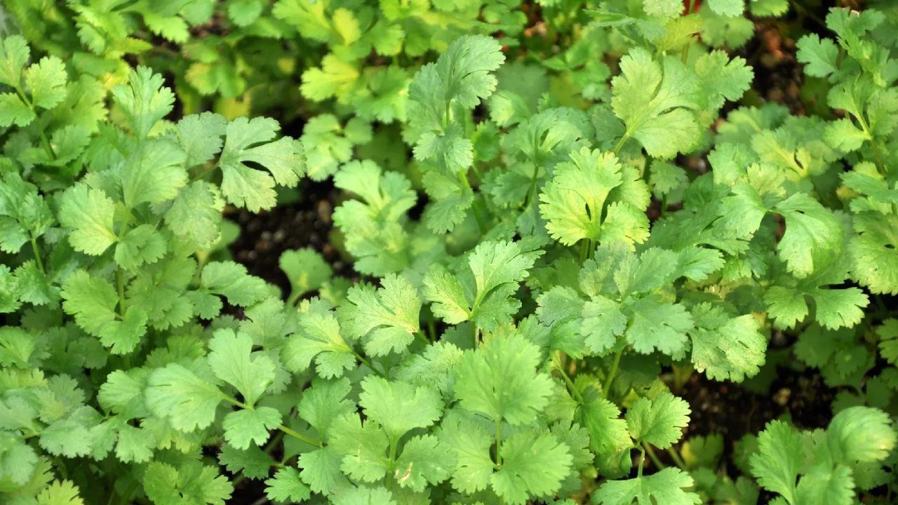 Coriander Boosts Health… But It Can Be Risky for Some People!