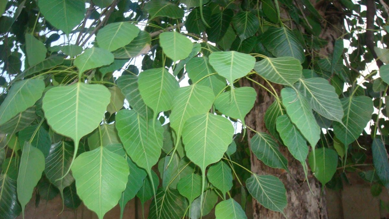 Peepal Tree Health Secrets: Amazing Uses of Leaves and Bark