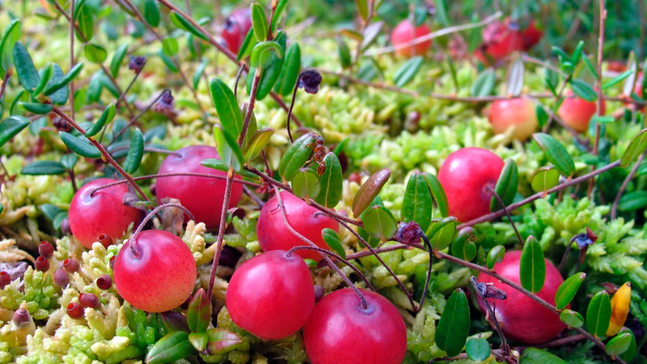 Want to Stay Healthy? Add Cranberries to Your Daily Diet